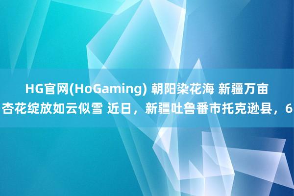 HG官网(HoGaming) 朝阳染花海 新疆万亩杏花绽放如云似雪 近日，新疆吐鲁番市托克逊县，6