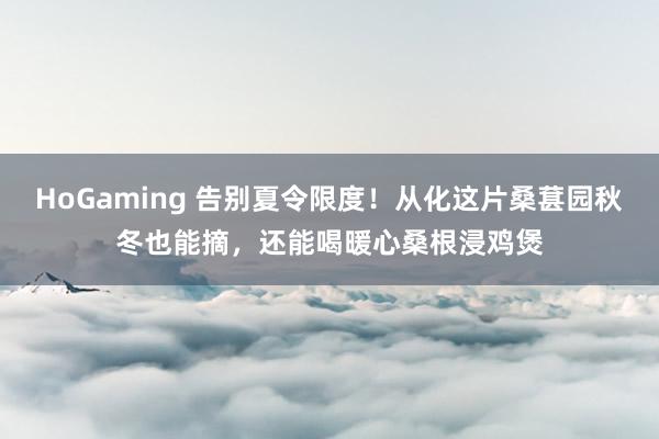 HoGaming 告别夏令限度！从化这片桑葚园秋冬也能摘，还能喝暖心桑根浸鸡煲