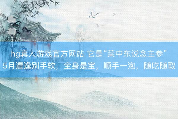 hg真人游戏官方网站 它是“菜中东说念主参”5月遭逢别手软，全身是宝，顺手一泡，随吃随取