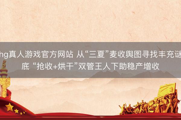 hg真人游戏官方网站 从“三夏”麦收舆图寻找丰充谜底 “抢收+烘干”双管王人下助稳产增收